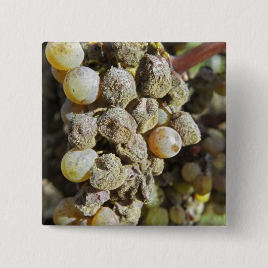 Semillon-Trauben mit Edelfäule. zur Erntezeit Button (Vorderseite)