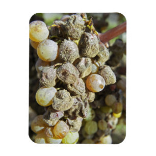 Sémillon-Trauben mit Edelfäule. zur Erntezeit Magnet