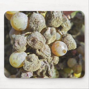 Sémillon-Trauben mit Edelfäule. zur Erntezeit Mousepad