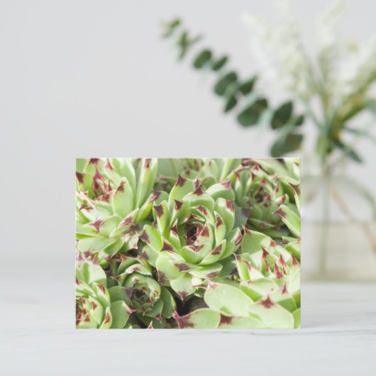 Sempervivum Postkarte (Stehend Vorderseite)