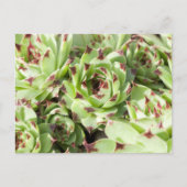 Sempervivum Postkarte (Vorderseite)