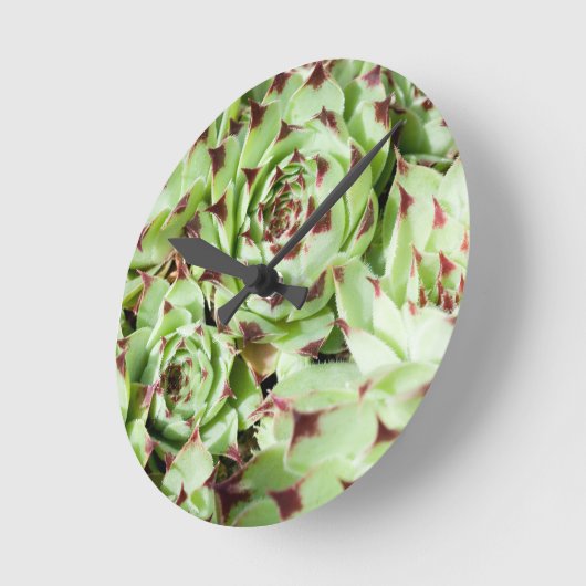 Sempervivum Runde Wanduhr (Winkel)
