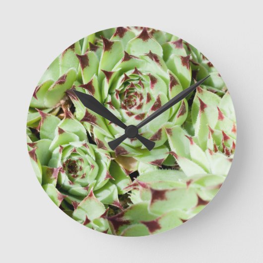 Sempervivum Runde Wanduhr (Vorderseite)