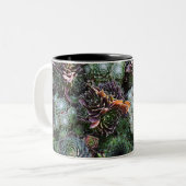 Sempervivum Tasse (Vorderseite Links)