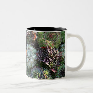 Sempervivum Tasse