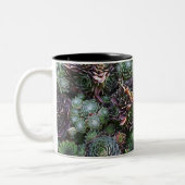 Sempervivum Tasse (Links)