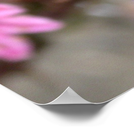 Sempervivum tectorum poster (Ecke)