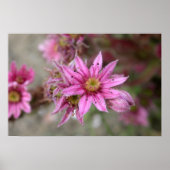 Sempervivum tectorum poster (Vorne)