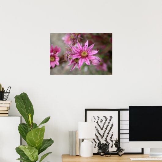 Sempervivum tectorum poster (Heimbüro)