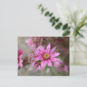 Sempervivum tectorum postkarte (Stehend Vorderseite)