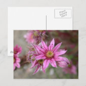 Sempervivum tectorum postkarte (Vorne/Hinten)