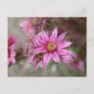 Sempervivum tectorum postkarte