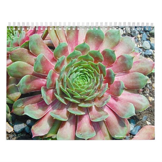 Sempervivum und Jovibarba Kalender (Titelbild)