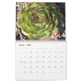 Sempervivum und Jovibarba Kalender (Mär 2027)