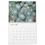 Sempervivum und Jovibarba Kalender (Jan 2027)