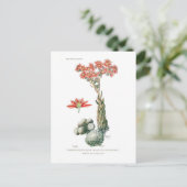 Semprvivum arachnoideum postkarte (Stehend Vorderseite)