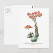 Semprvivum arachnoideum postkarte (Vorne/Hinten)