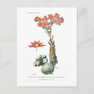 Semprvivum arachnoideum postkarte