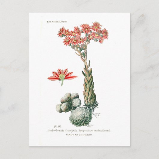 Semprvivum arachnoideum postkarte (Vorderseite)