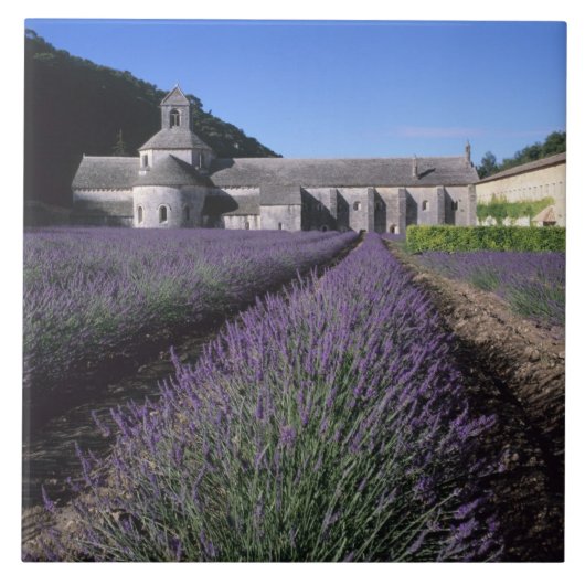 Senanque Abbey, Gordes, Vaucluse, Provence Fliese (Vorderseite)