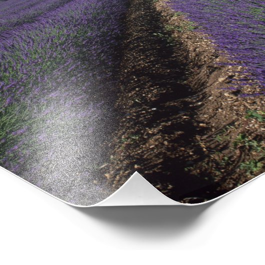 Senanque Abbey, Gordes, Vaucluse, Provence, Fotodruck (Ecke)