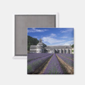 Senanque Abbey, Gordes, Vaucluse, Provence, Magnet (Vorderseite/Rückseite)