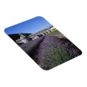 Senanque Abbey, Gordes, Vaucluse, Provence, Magnet (Rechte Seite)