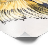 Senard Gas Halfmoon Betta Fotodruck (Ecke)