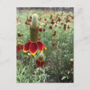 Senden Sie ein Foto einer aufrechten Prärie-Kegelb Postkarte