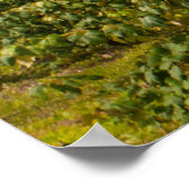 Seneca Lake and Vineyards, New York Poster (Ecke)