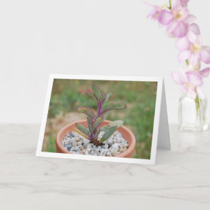 Senecio Crassissimus, Sukkulente Karte