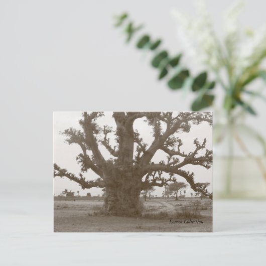 Senegal Baobab Tree Postkarte (Stehend Vorderseite)