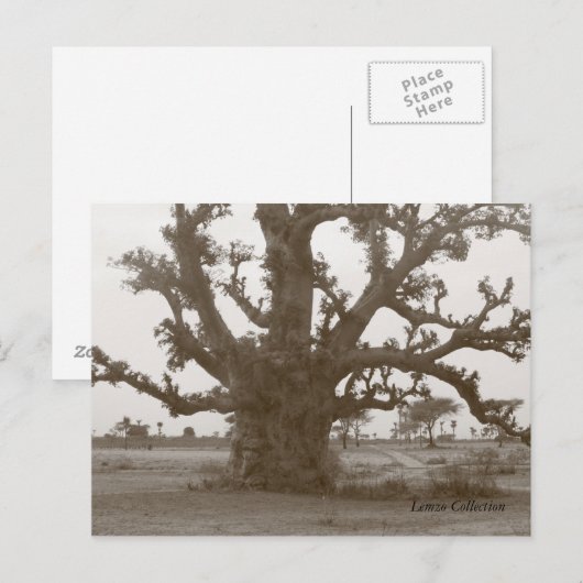 Senegal Baobab Tree Postkarte (Vorne/Hinten)
