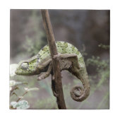 Senegal-Chamäleon, Chamaeleo senegalensis Fliese (Vorderseite)