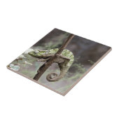 Senegal-Chamäleon, Chamaeleo senegalensis Fliese (Seite)