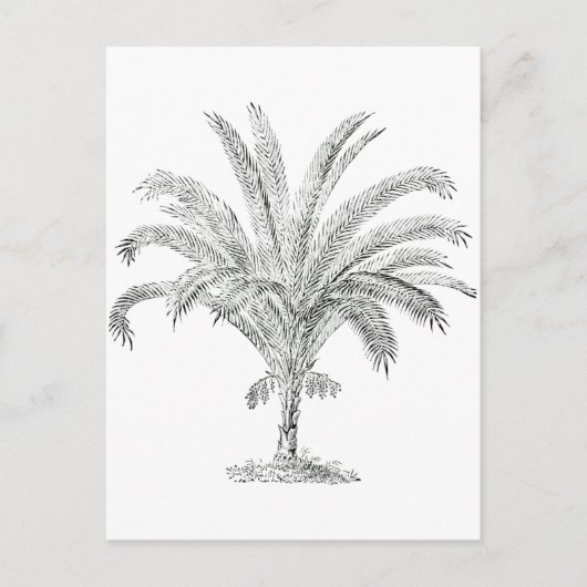 Senegal Date Palm Postkarte (Vorderseite)