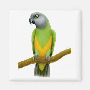 Senegal-Papageien-Magnet Magnet