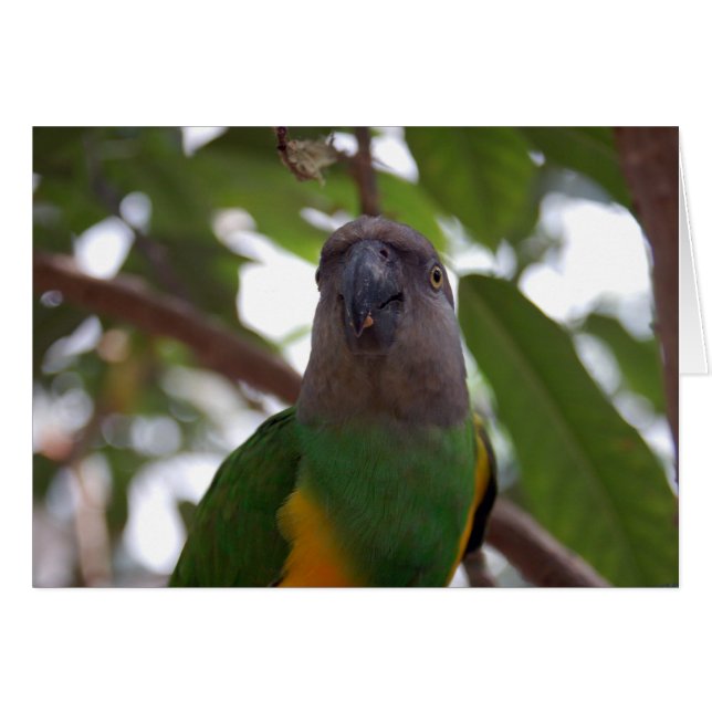 Senegal Parrot (Vorderseite (Horizontal))
