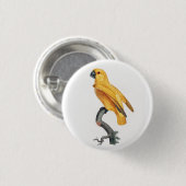 Senegal Parrot Button (Vorne & Hinten)