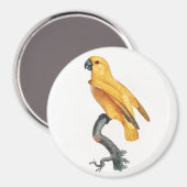 Senegal Parrot Magnet (Vorderseite/Rückseite)