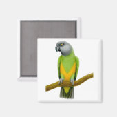 Senegal Parrot Magnet (Vorderseite/Rückseite)