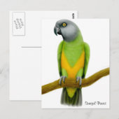 Senegal Parrot Postcard Postkarte (Vorne/Hinten)