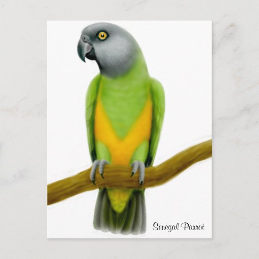 Senegal Parrot Postcard Postkarte (Vorderseite)