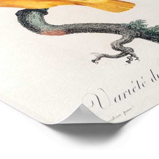 Senegal Parrot Poster (Ecke)