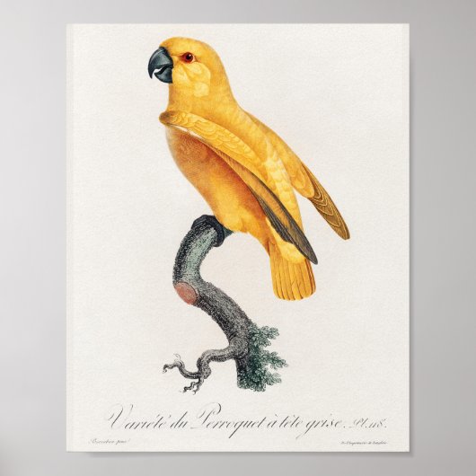 Senegal Parrot Poster (Vorne)