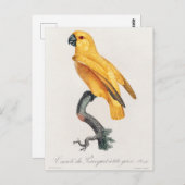 Senegal Parrot Postkarte (Vorne/Hinten)