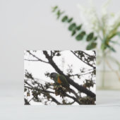 Senegal Parrot Postkarte (Stehend Vorderseite)