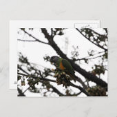 Senegal Parrot Postkarte (Vorne/Hinten)