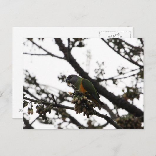 Senegal Parrot Postkarte (Vorne/Hinten)