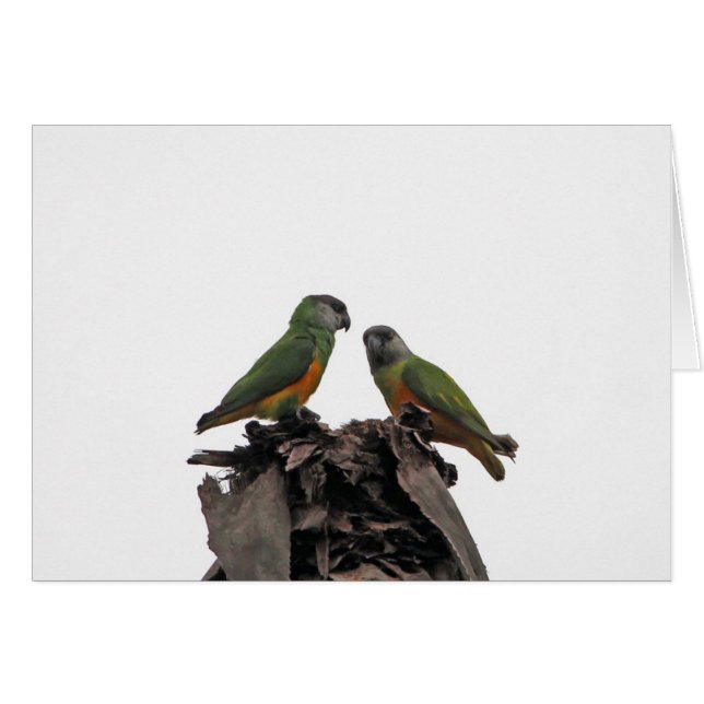 Senegal Parrots (Vorderseite (Horizontal))
